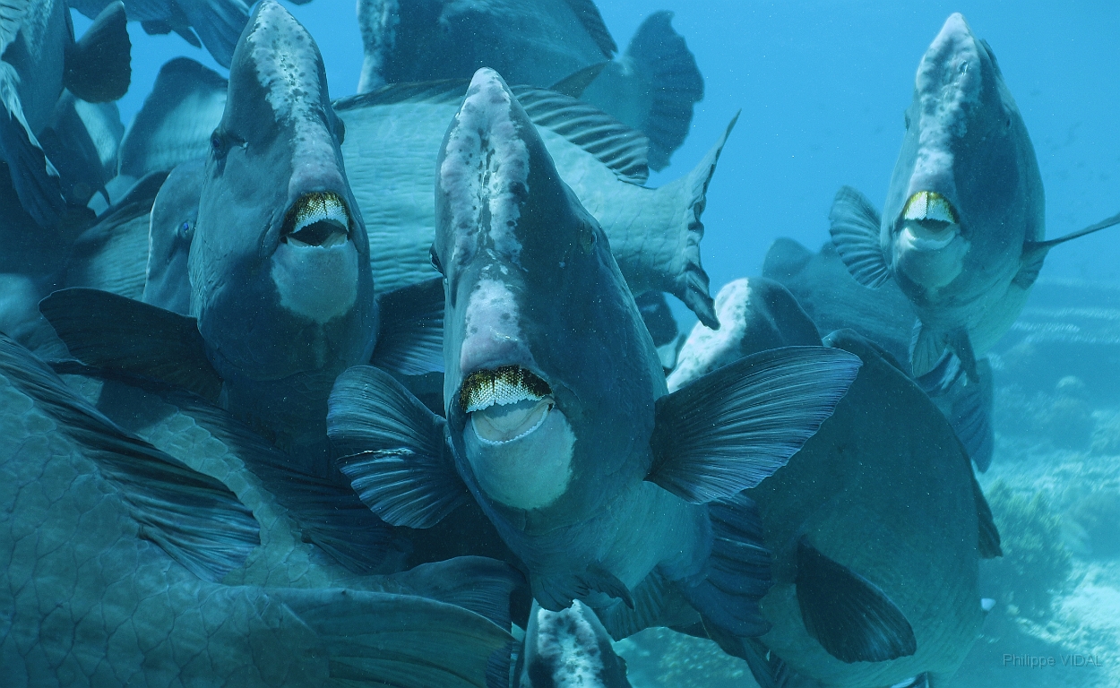 Sipadan_2015_Poisson perroquet a bosse_Bolbometopon muricatum_IMG_2215_rc.jpg